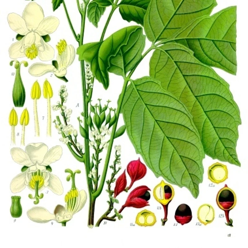 Guarana Extract — natural source material