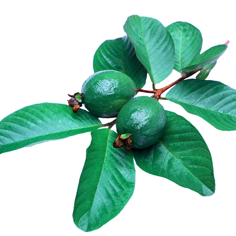 Guava Fruit Powder — natural source material