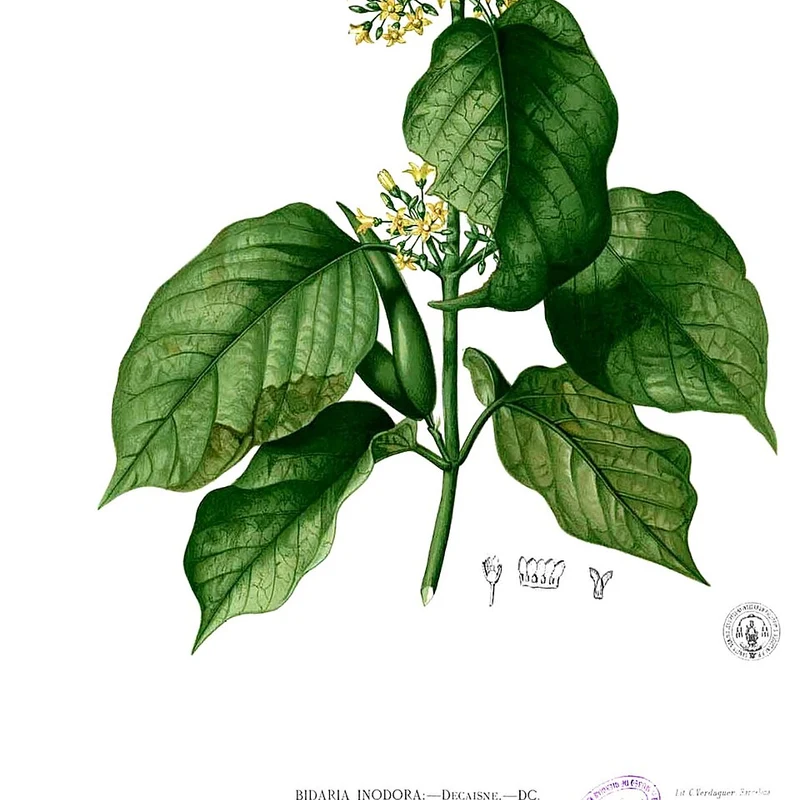 Gymnema Extract — natural source material