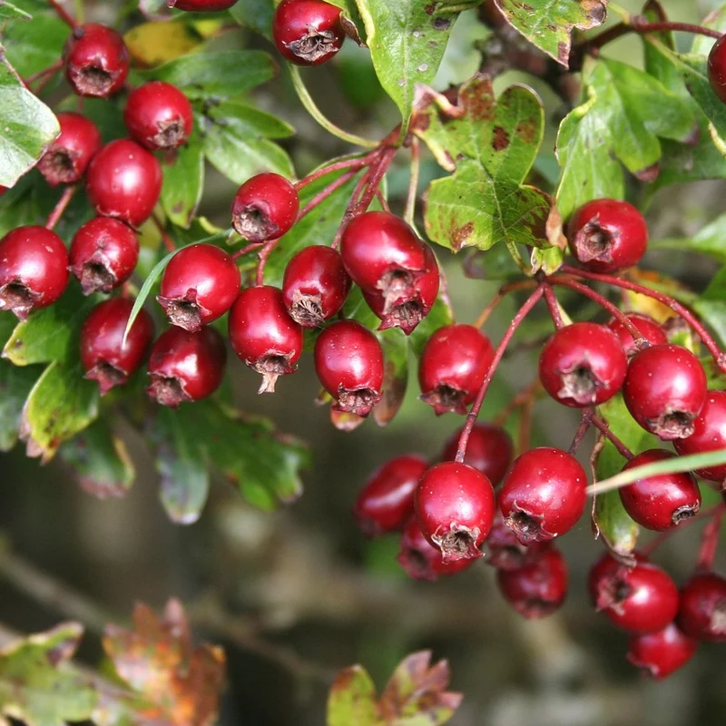 Hawthorn Berry Extract — natural source material