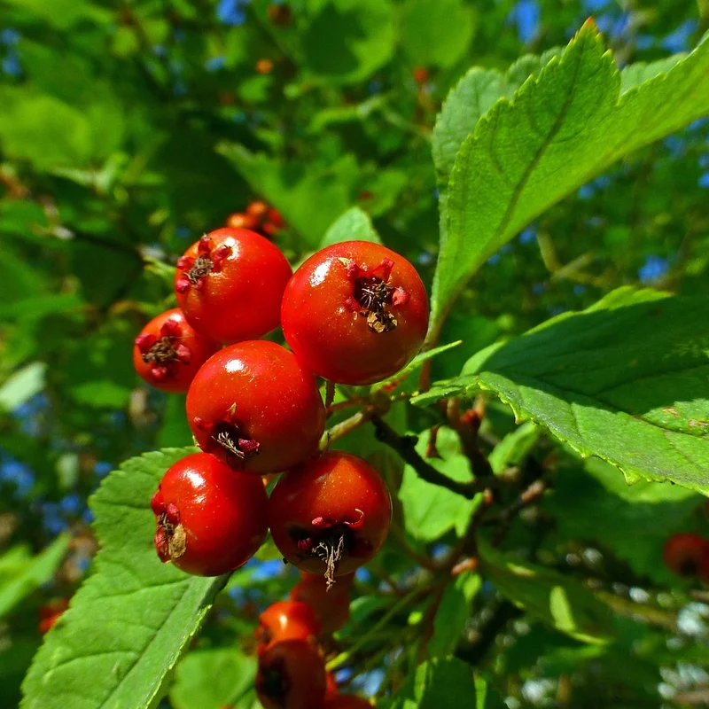 Hawthorn Berry — natural source material
