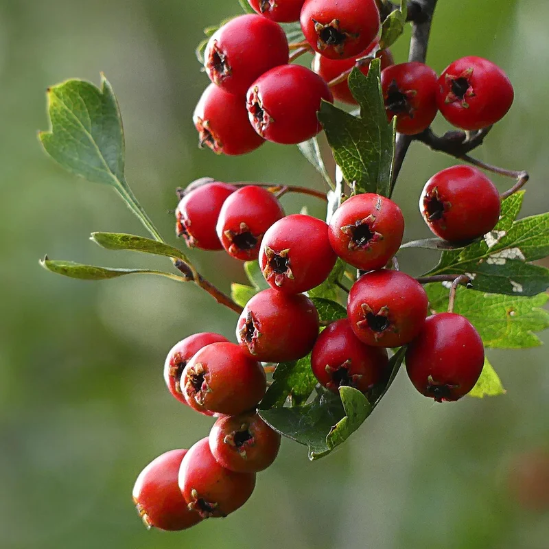 Hawthorne Berry Extract — natural source material
