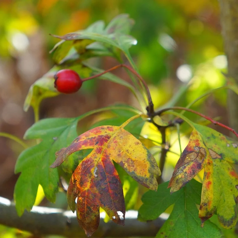 Hawthorne Fruit — natural source material