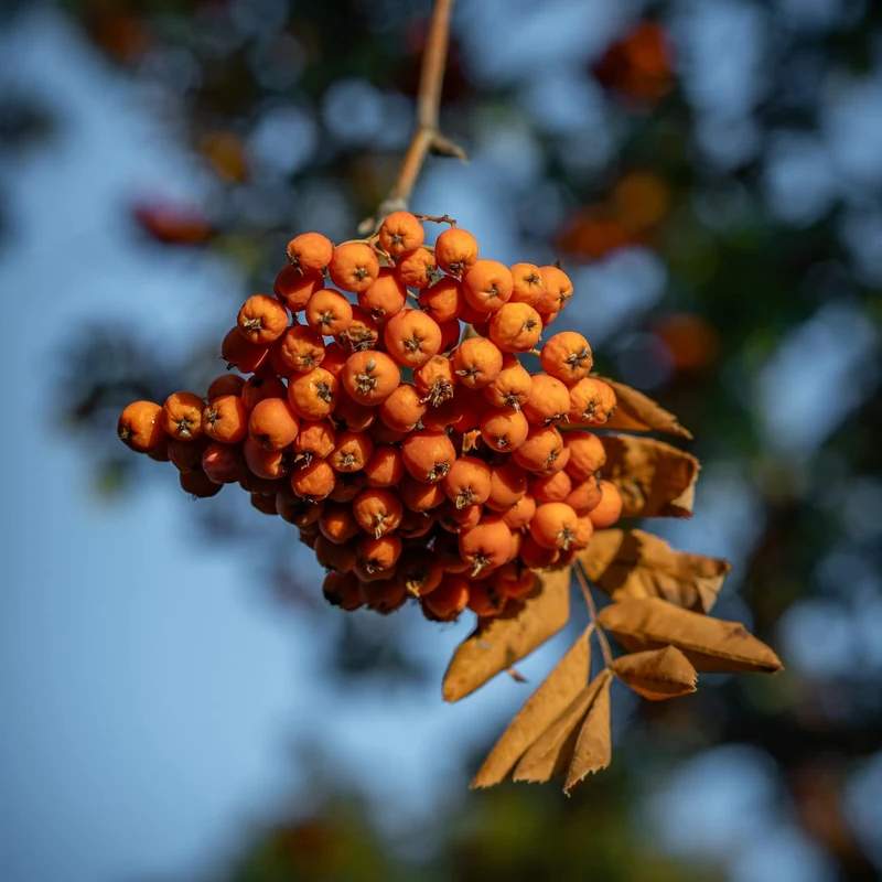 Hawthorne Fruit — natural source material