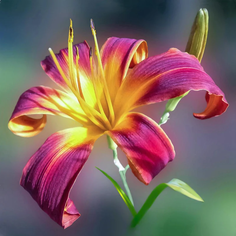 Hemerocallis Fulva Extract — natural source material