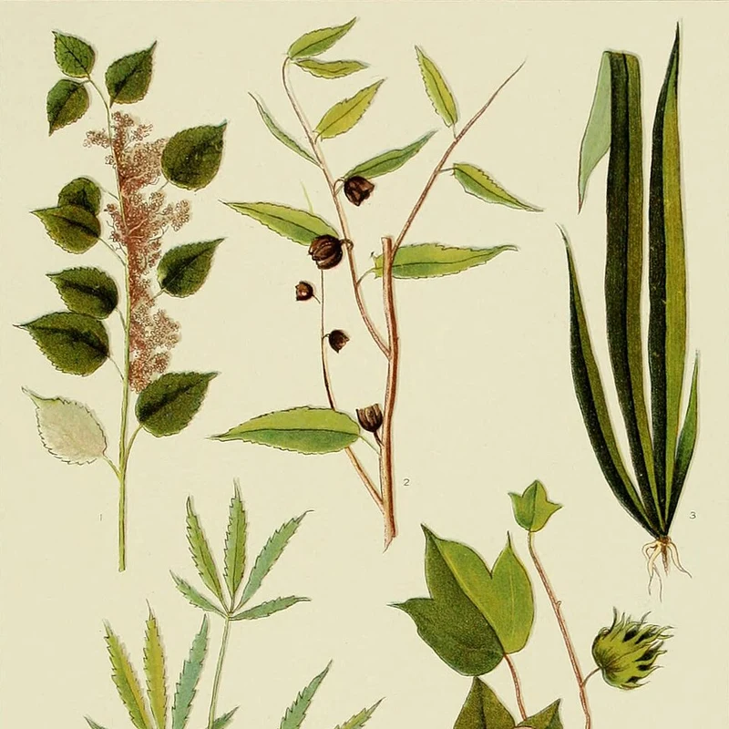 Hemp Oil Powder — natural source material