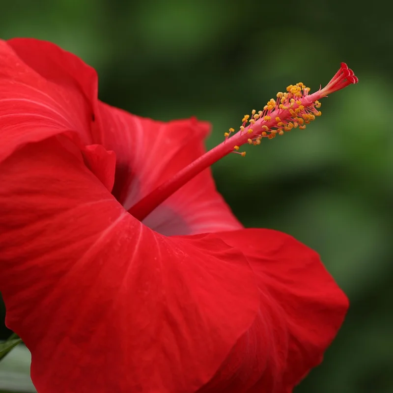 Hibiscus Flower Extract — natural source material