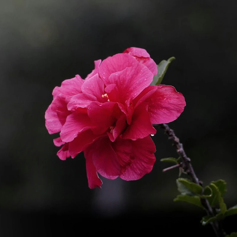 Hibiscus Flower Extract — natural source material