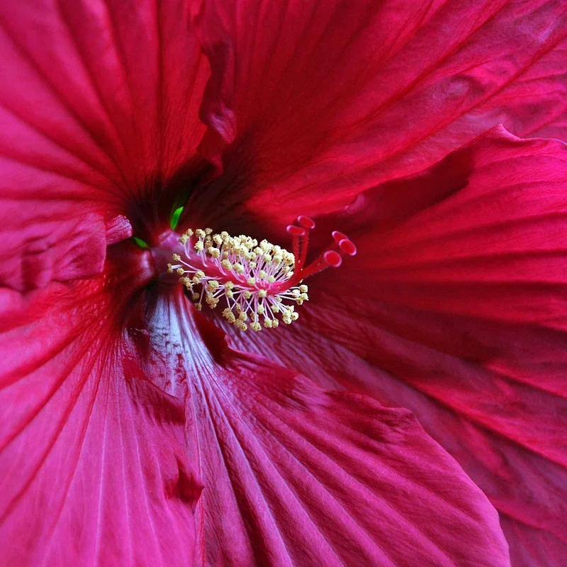 Hibiscus Flower — natural source material