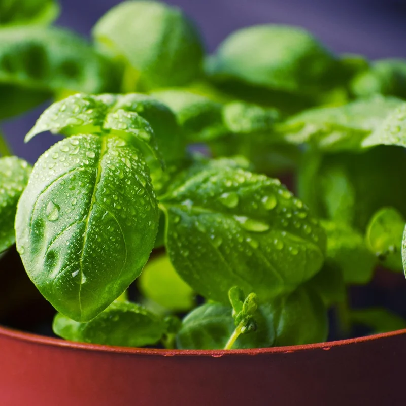 Holy Basil Extract — natural source material