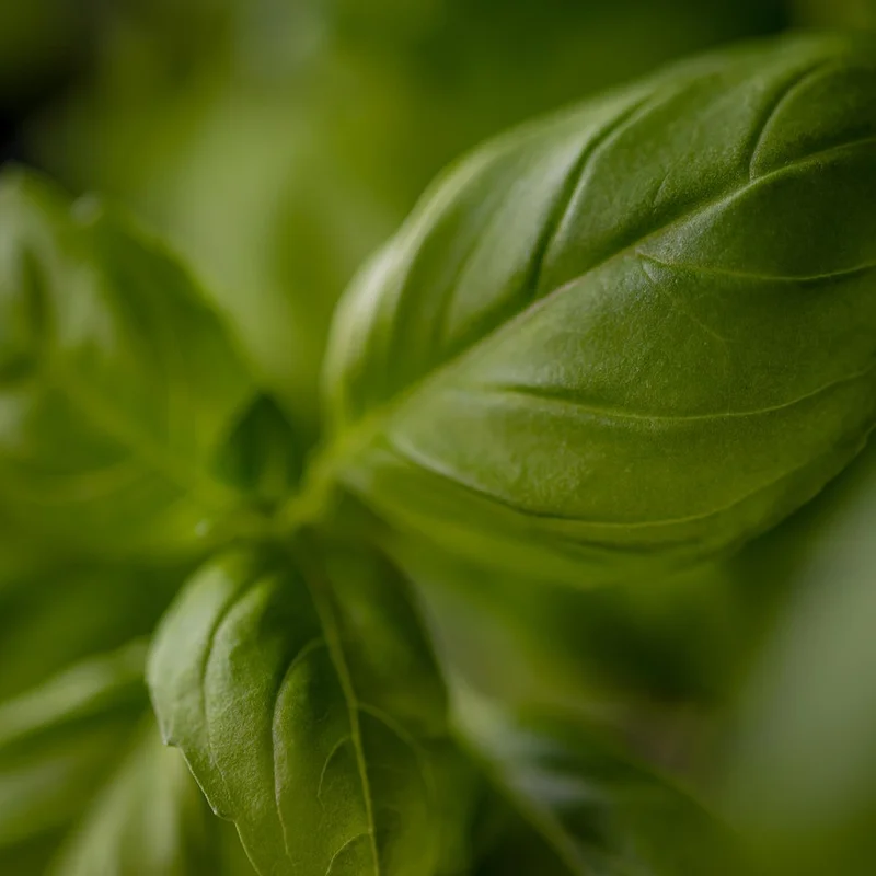 Holy Basil Powder — natural source material