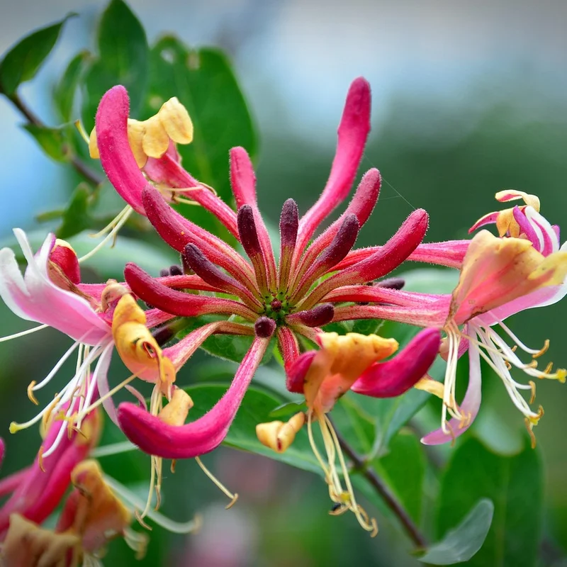Honeysuckle Extract — natural source material