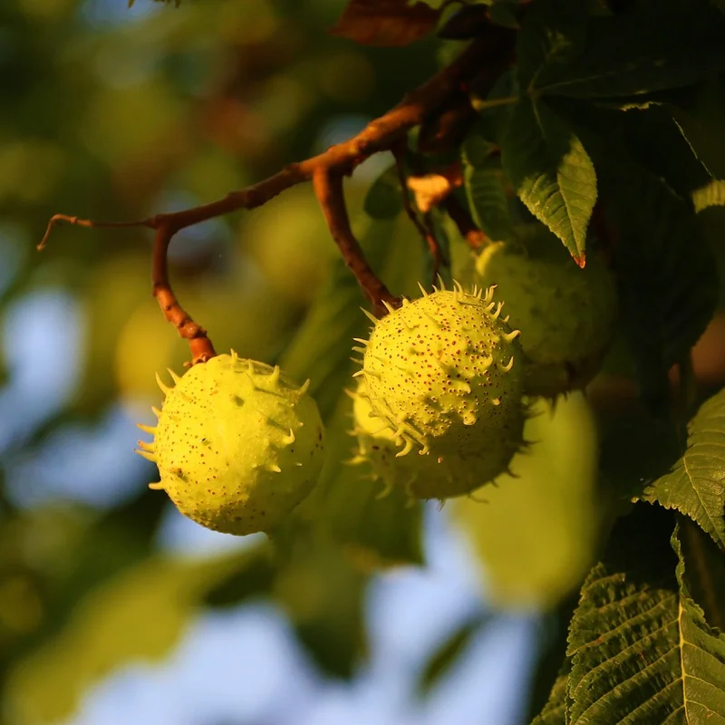 Horse Chestnut Extract — natural source material