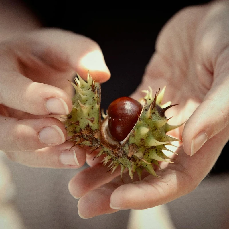 Horse Chestnut — natural source material