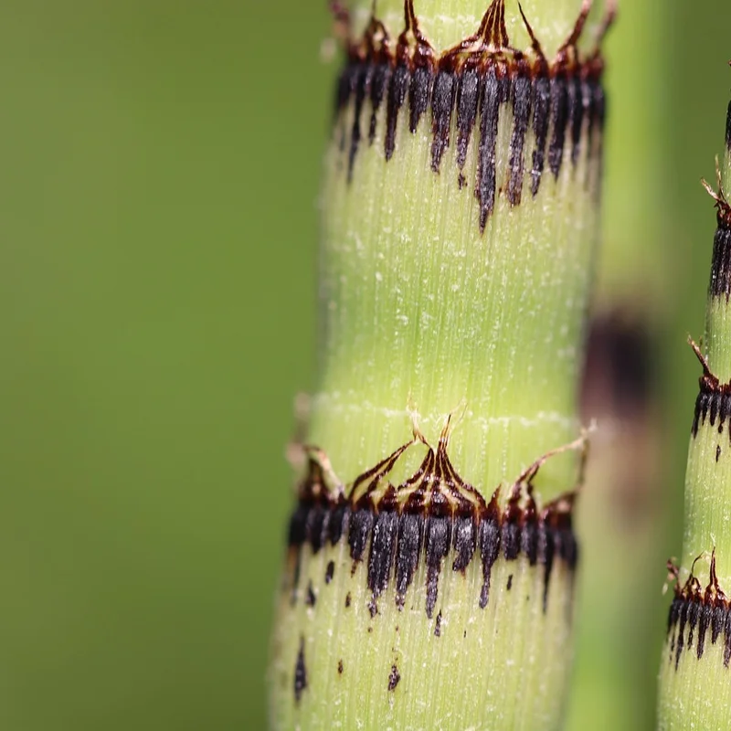 Horsetail Extract — natural source material