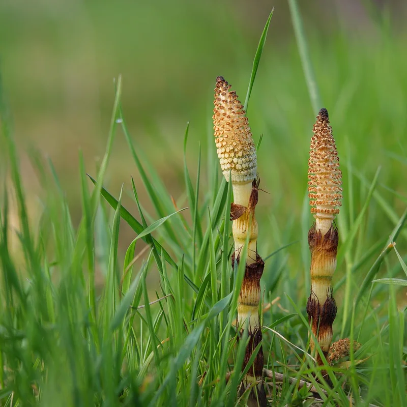 Horsetail — natural source material