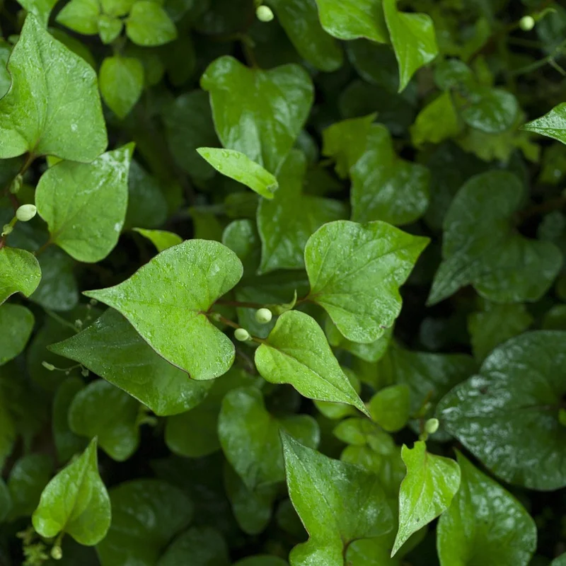 Houttuynia Cordata — natural source material