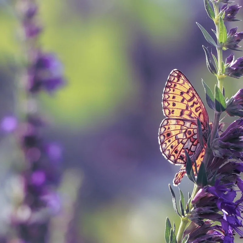 Hyssop — natural source material