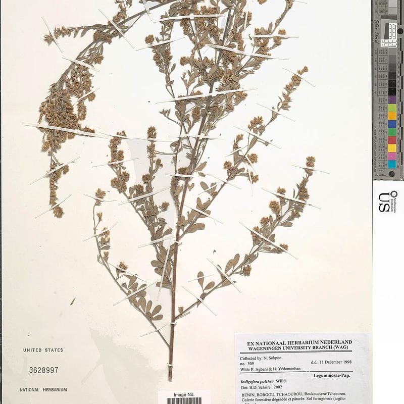 Indigofera Pulchra Extract — natural source material