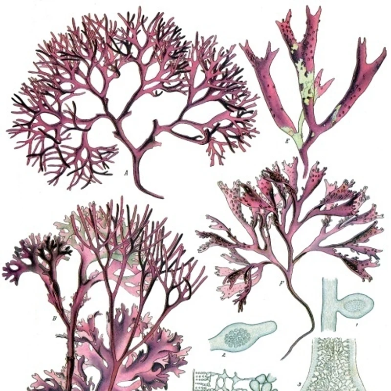 Irish Moss — natural source material