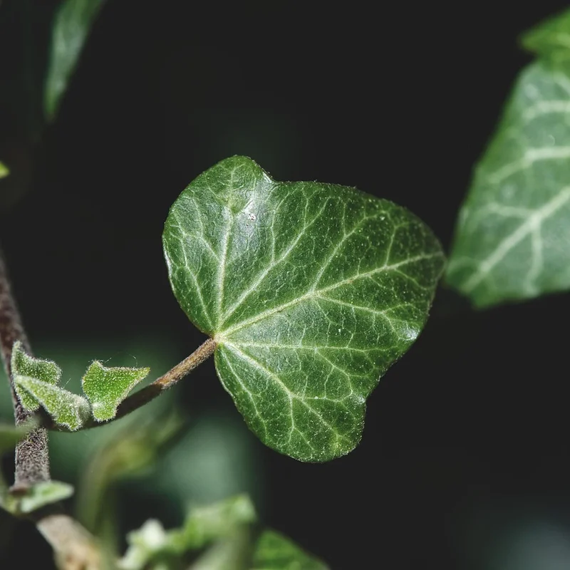 Ivy Extract — natural source material