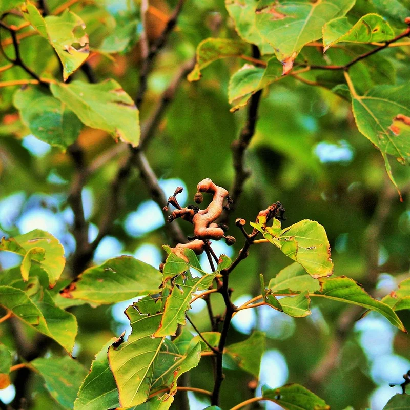 Japanese Raisin Tree Extract — natural source material