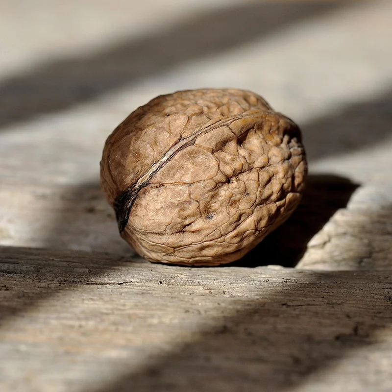 Juglandis Walnut — natural source material
