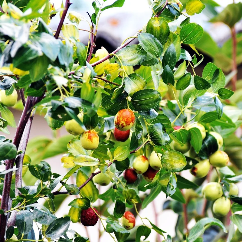 Jujube Extract — natural source material