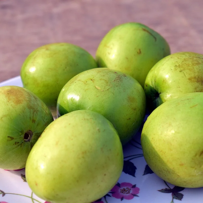 Jujube Seed Extract — natural source material