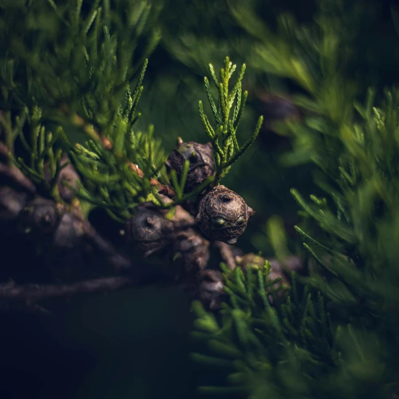 Juniper Berry Extract — natural source material
