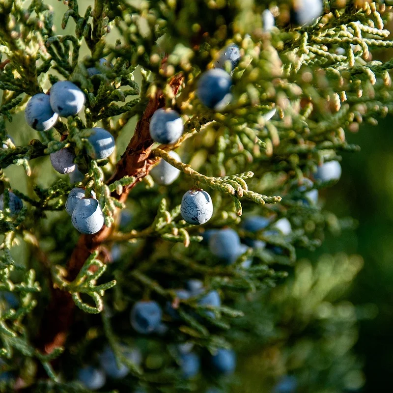 Juniper Berry — natural source material