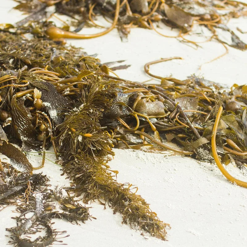 Kelp Extract — natural source material