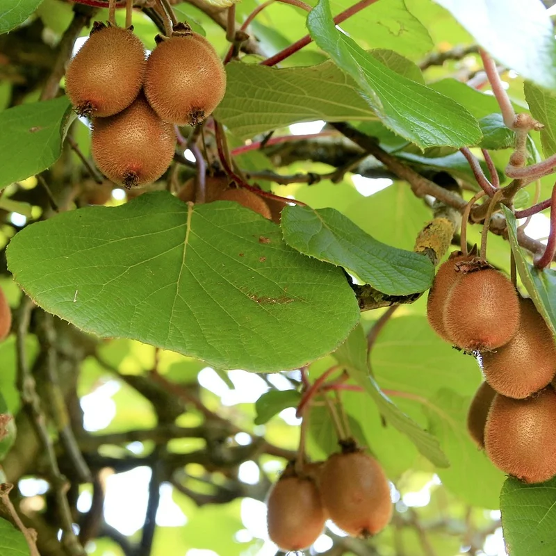 Kiwi Fruit Extract — natural source material