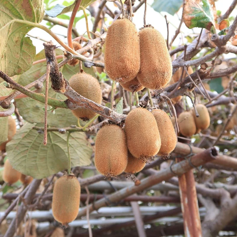 Kiwi — natural source material