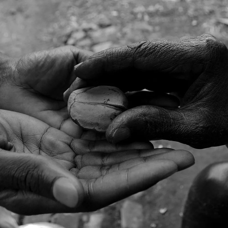 Kola Nut Extract — natural source material