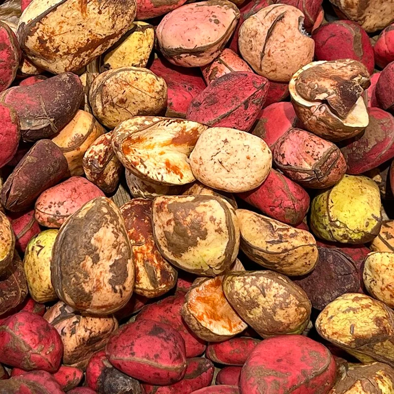 Kola Nut — natural source material