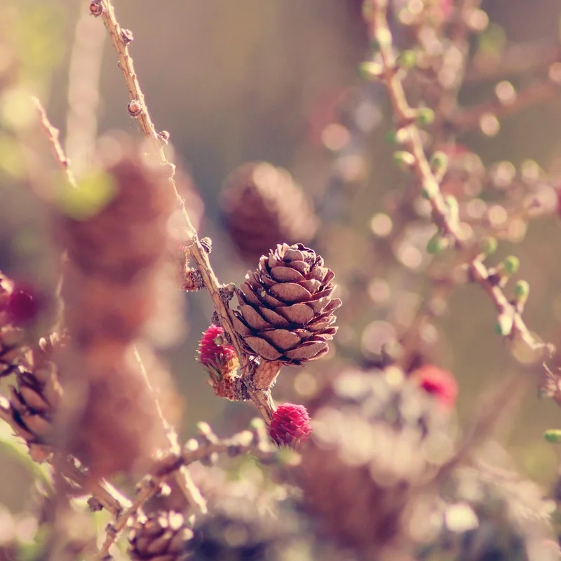 Larch tree — natural source material