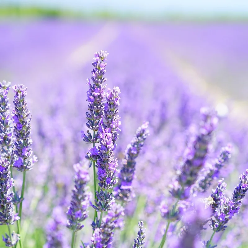 Lavender Extract — natural source material