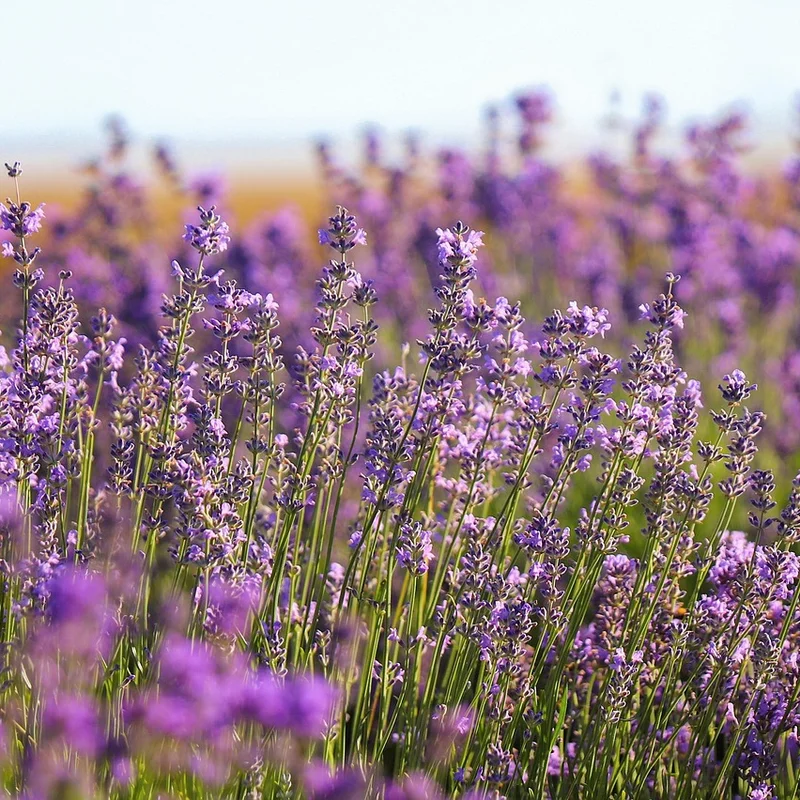 Lavender flower — natural source material