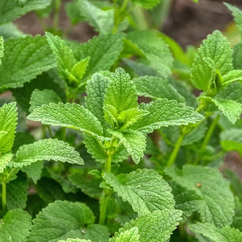 Lemon Balm Extract — natural source material