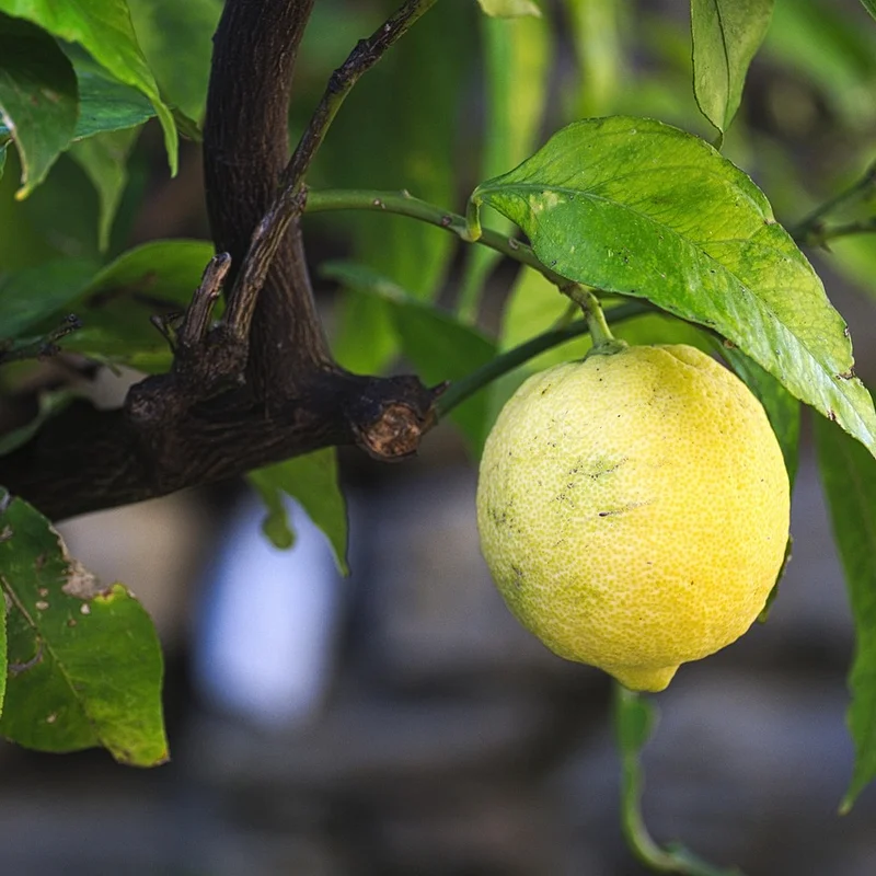 Lemon Juice — natural source material