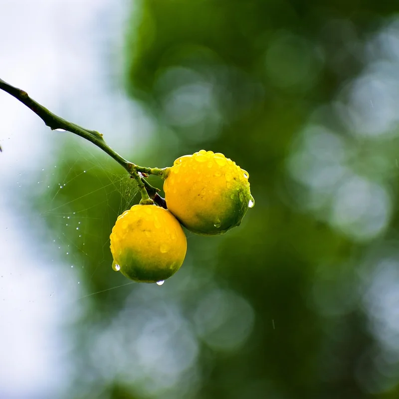 Lemon — natural source material