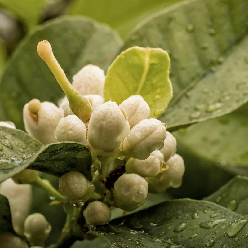 Lime Juice — natural source material