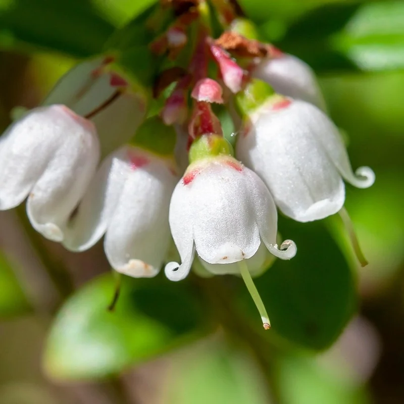 Lingonberry — natural source material