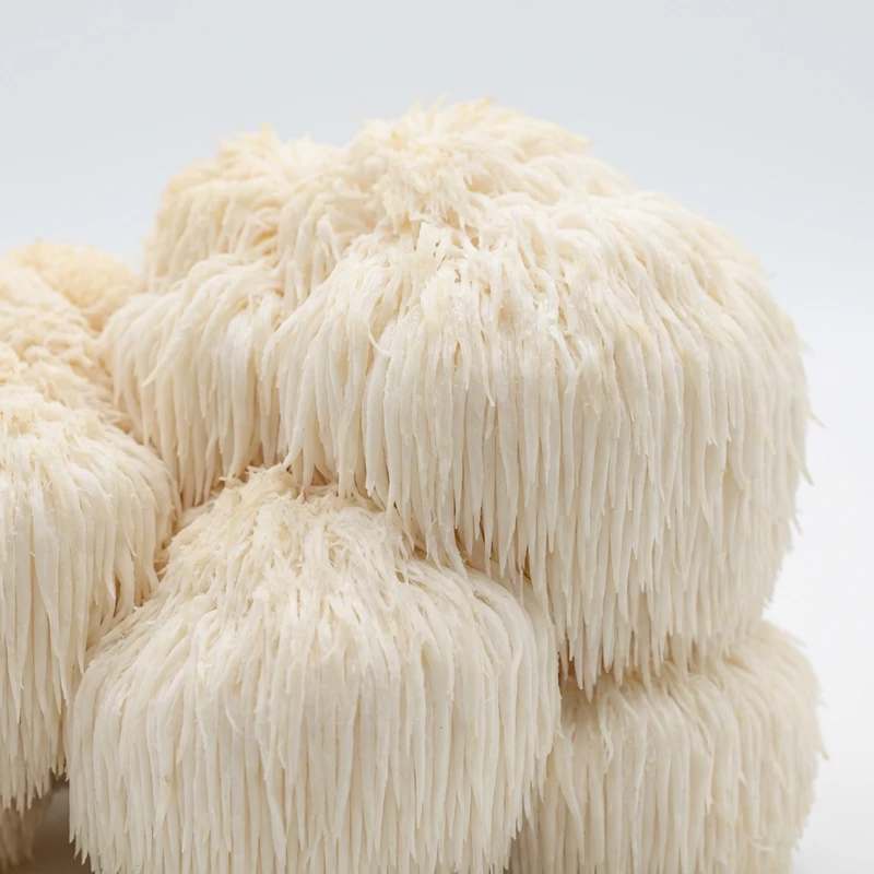 Lion's Mane Mushroom Extract — bulk ingredient