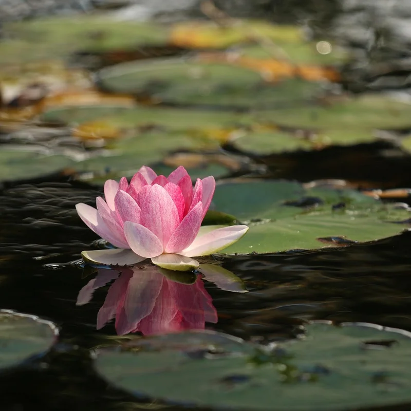 Lotus Leaf Extract — natural source material