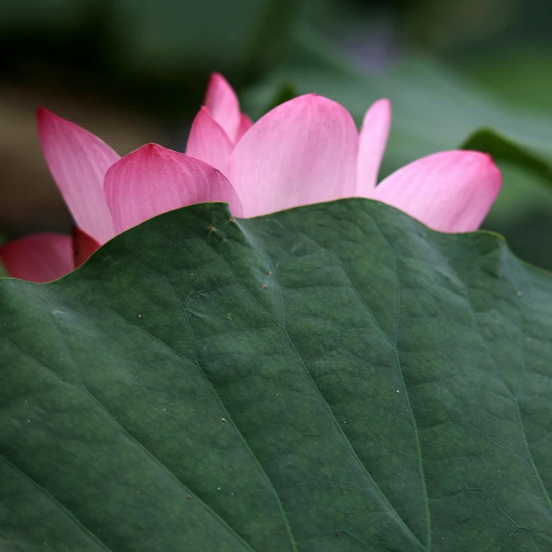Lotus Leaf Extract — natural source material