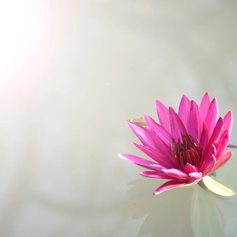 Lotus Seed — natural source material