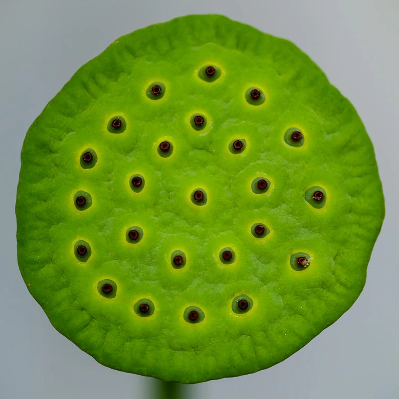 Lotus Seed — natural source material