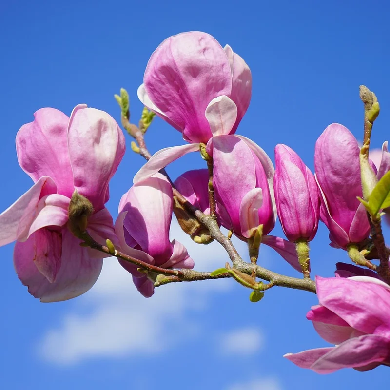 Magnolia Extract — natural source material